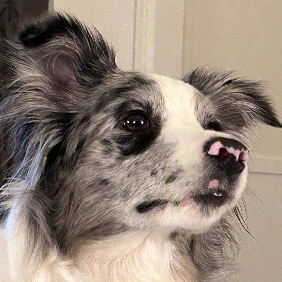 This is Frankie. Total PITA, but 100% worth it. Frankie the Border Collie